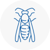 Pinxton Wasp Nest Removal